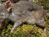 Tikus Tanpa Geraham Ditemukan di Sulawesi